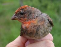 Common Rosefinch (Carpodacus erythrinus)