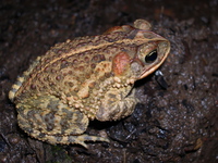 : Bufo coccifer