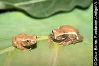 : Dendropsophus luteoocellatus