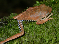 : Hypsiboas calcaratus