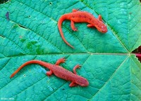 : Notophthalmus viridescens viridescens; Red-spotted Newt