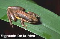 : Scinax parkeri