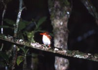 : Ispidina madagascariensis; Madagascar Pygmy Kingfisher
