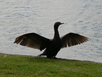 : Phalacrocorax sulcirostris; Little Black Cormorant