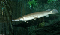 : Lepisosteus platostomus; Shortnose Gar