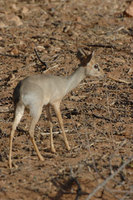 : Madoqua kirkii; Kirk's Dikdik