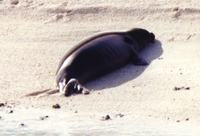 : Monachus schauinslandi; Hawaiian Monk Seal