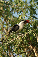 : Tockus deckeni; Von Der Decken's Hornbill