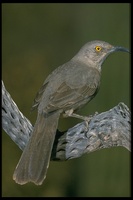 : Toxostoma curvirostre; Curve-billed Thrasher