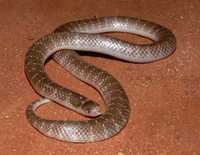 : Brachyurophis approximans; Northwestern Shovel-nosed Snake