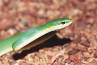 : Opheodrys aestivus; Rough Green Snake