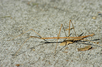 : Parabacillus hesberus; Western Short Horned Walkingstick