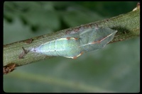 : Pontia protodice; Common White Butterfly