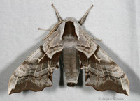 : Smerinthus cerisyi; One-eyed Sphinx