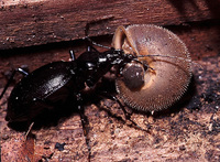 : Vespericola columbianus; Northwest Hesperian Snail;