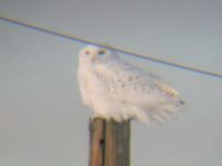 Snowy Owl adult male