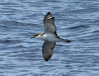 Bullers shearwater