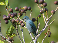 파랑딱새 Muscicapa thalassina | Verditer flycatcher