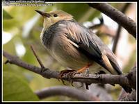 Silky starling Sturnus sericeus