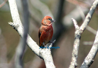 솔잣새 Commom Crossbill(Red Crosb...