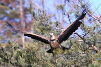 고산대머리수리(가칭)Himalayan Griffon Vulture