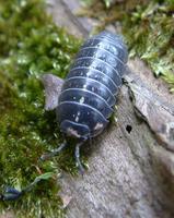 Armadillidium vulgare - Pillbug