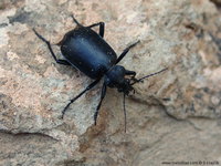 Calosoma maderae