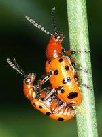 Crioceris duodecimpunctata - Spotted Asparagus Beetle