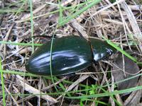 Hydrophilus piceus - Great Silver Water Beetle