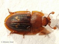 Amphotis marginata