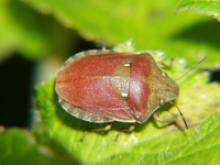 Eurygaster testudinaria