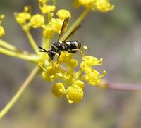 Leucospis dorsigera