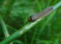 Atolmis rubricollis - Red-necked Footman