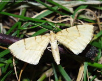 Eulithis pyraliata - Barred Straw