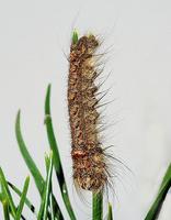 Pachypasa otus