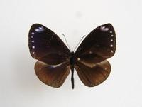 Euploea tulliolus