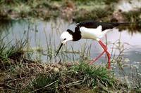 Pied stilt with eggs