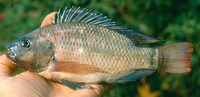 Oreochromis niloticus eduardianus, Tilapia: fisheries, aquaculture