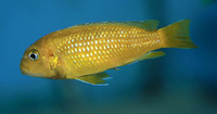 Melanochromis johannii, Bluegray mbuna: aquarium