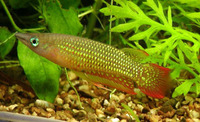 Aplocheilus lineatus, Striped panchax: aquarium