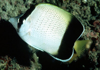 Chaetodon dolosus, African butterflyfish: aquarium