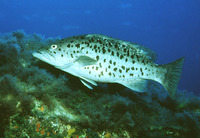 Mycteroperca fusca, Island grouper: fisheries