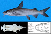 Sciades troschelii, Chili sea catfish: fisheries