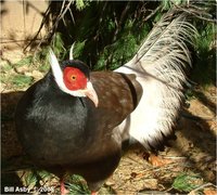 Brown Eared-Pheasant Crossoptilon mantchuricum