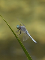 Orthetrum coerulescens