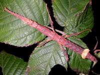 Hesperophasma lobata