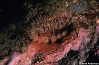Epiactis prolifera