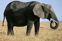 Image of: Loxodonta africana (African bush elephant)