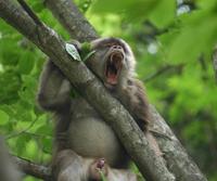 Image of: Macaca thibetana (Père David's macaque)