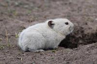 Image of: Ochotona curzoniae (black-lipped pika)